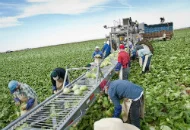 Dutch Labour Immigrants